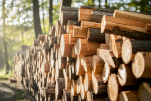 buches-empilees-foret-soleil