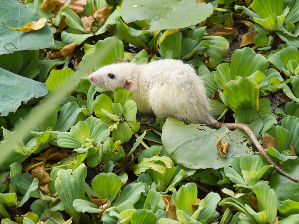 Dératisation urgence Lyon : que faire en cas d'infestation de rats ?