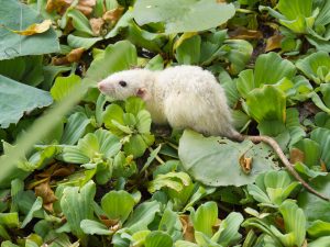 Dératisation urgence Lyon : que faire en cas d'infestation de rats ?